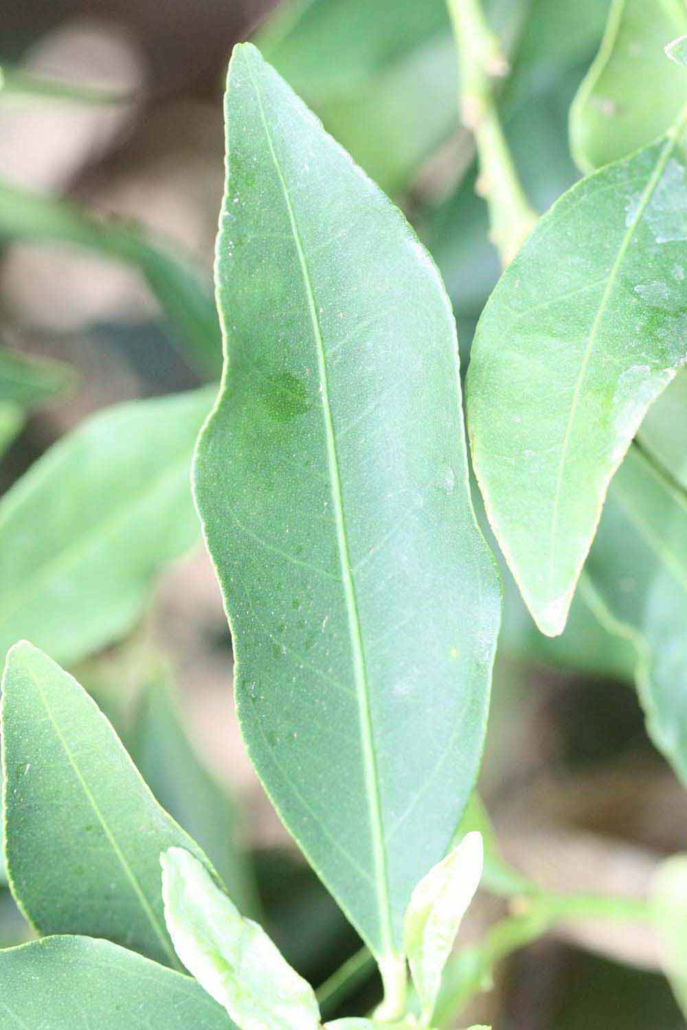              Unifoliolate leaf (Riverside, CA)       